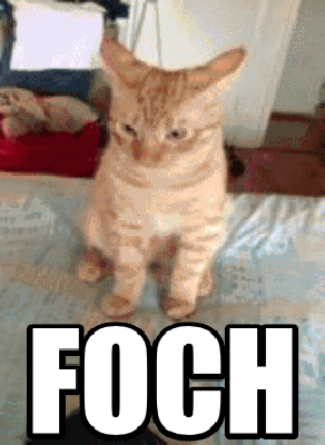 Kot strzelający focha